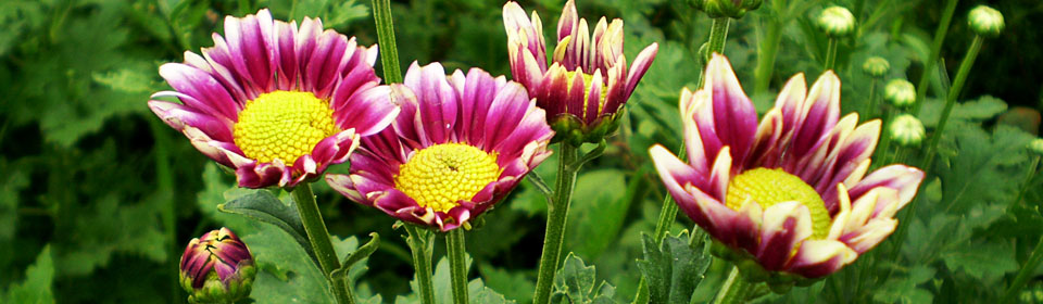 手机攻击器APP下载